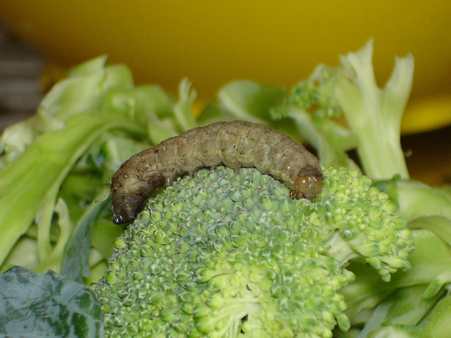 bruco da identificare